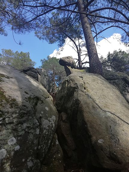 Randonnée et escalade à Fontainebleau