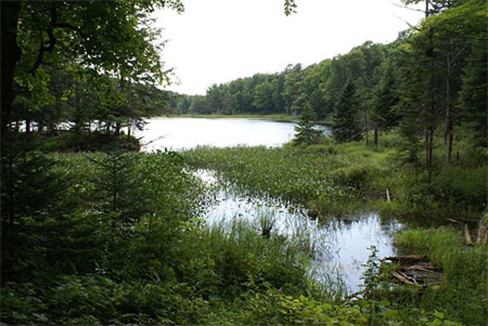 Gatineau Park