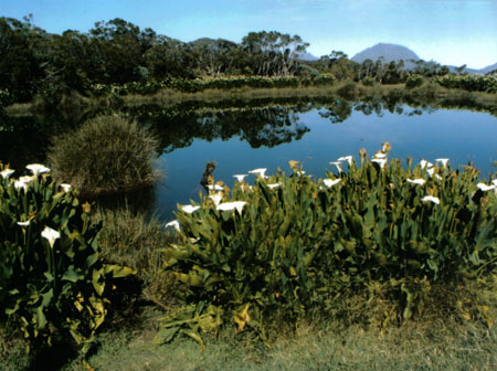 Piton de l'eau Piton de l'eau