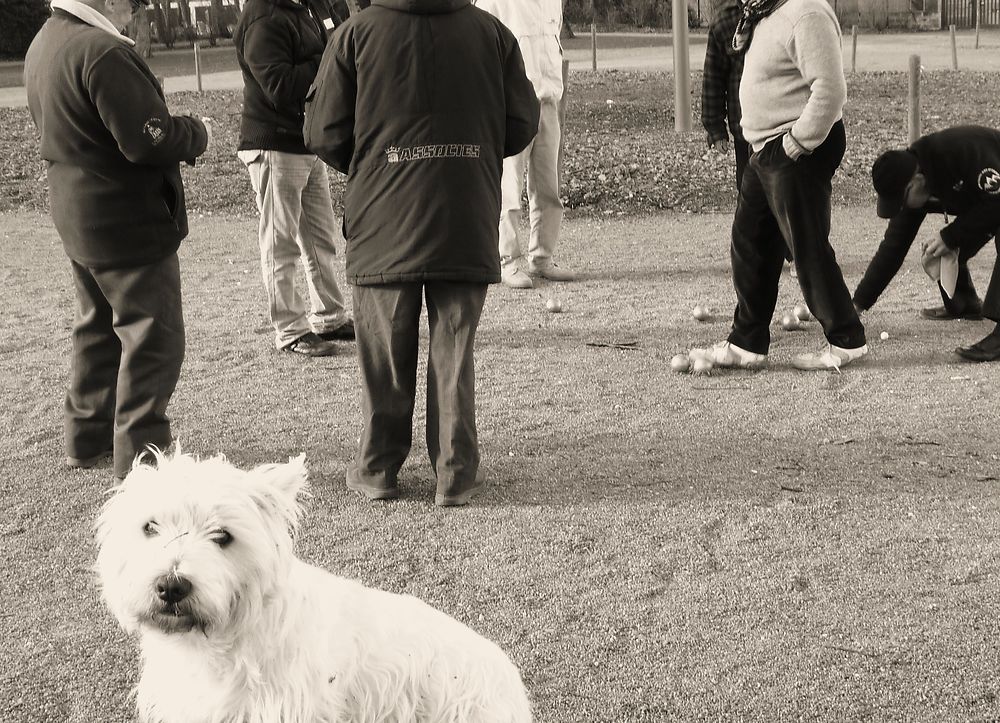 Boules...dog à Joué