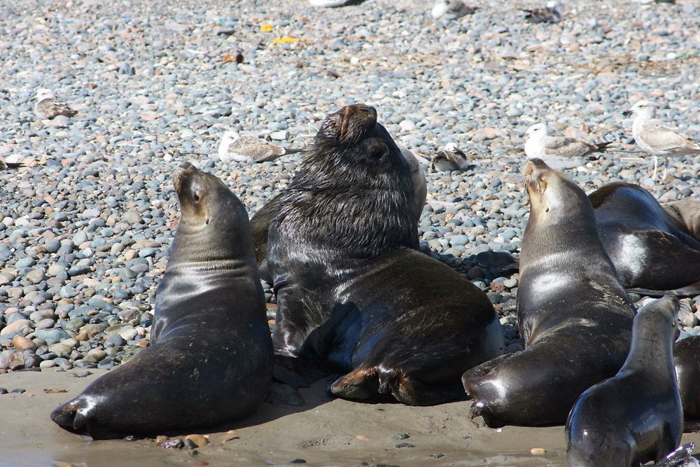 Lions de mer 