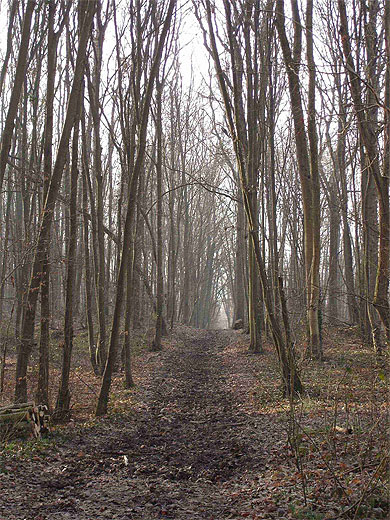 Bois de Varennes Jarcy Bois de Varennes Jarcy