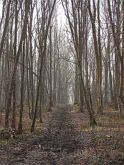 Bois de Varennes Jarcy