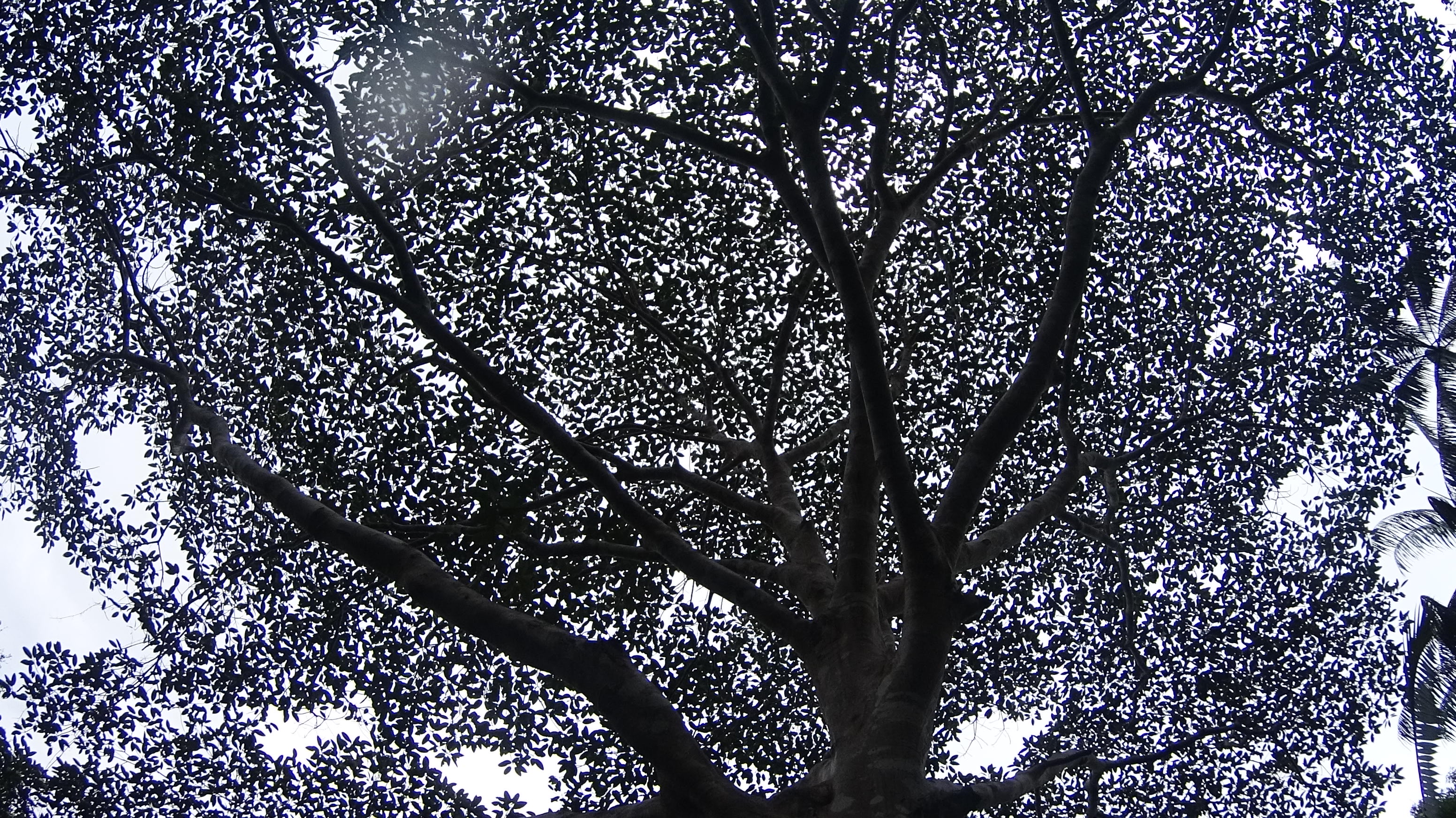 Magic tree Magic tree