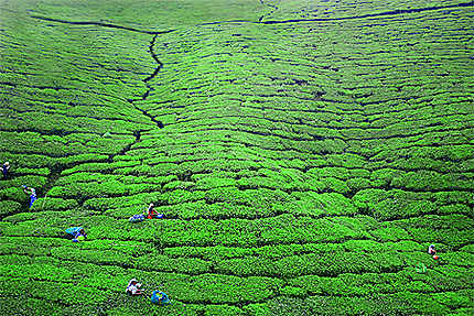 Dans les plantations de thé près de Nuwara Eliya 