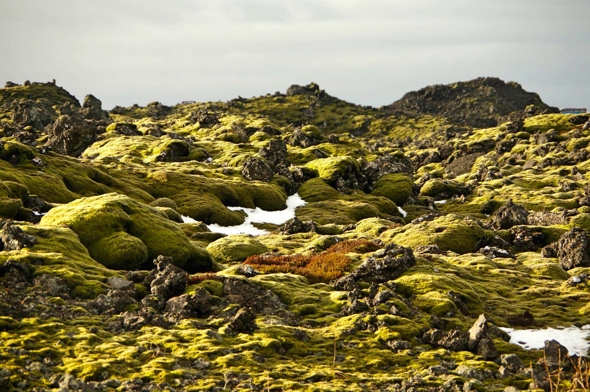 Verdure Islandaise Verdure Islandaise