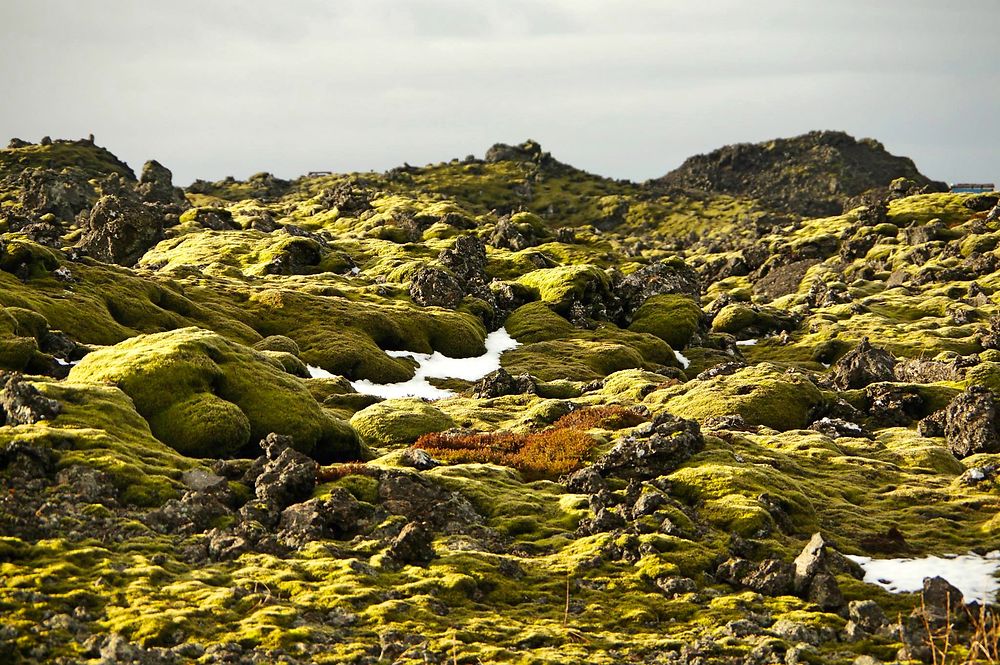 Verdure Islandaise