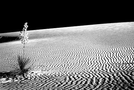 White Sand, New Mexico