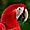 Ara rouge de la forêt amazonienne 