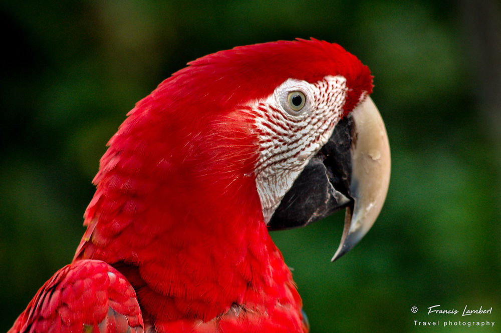 Ara rouge de la forêt amazonienne 