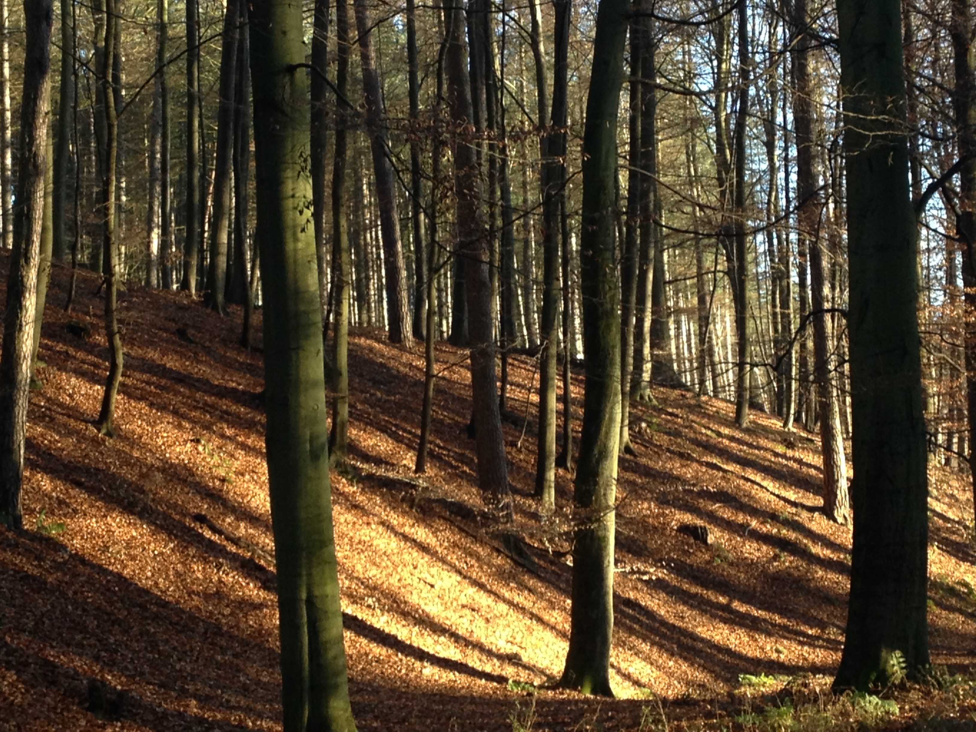 Forêt de Soignes Forêt de Soignes