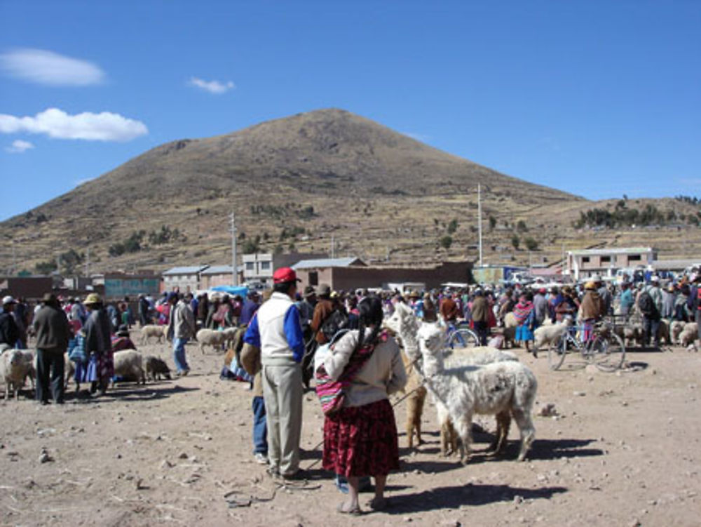 le marché aux animaux