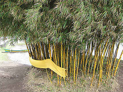 Bambou sacré au Pura Ulun Danu