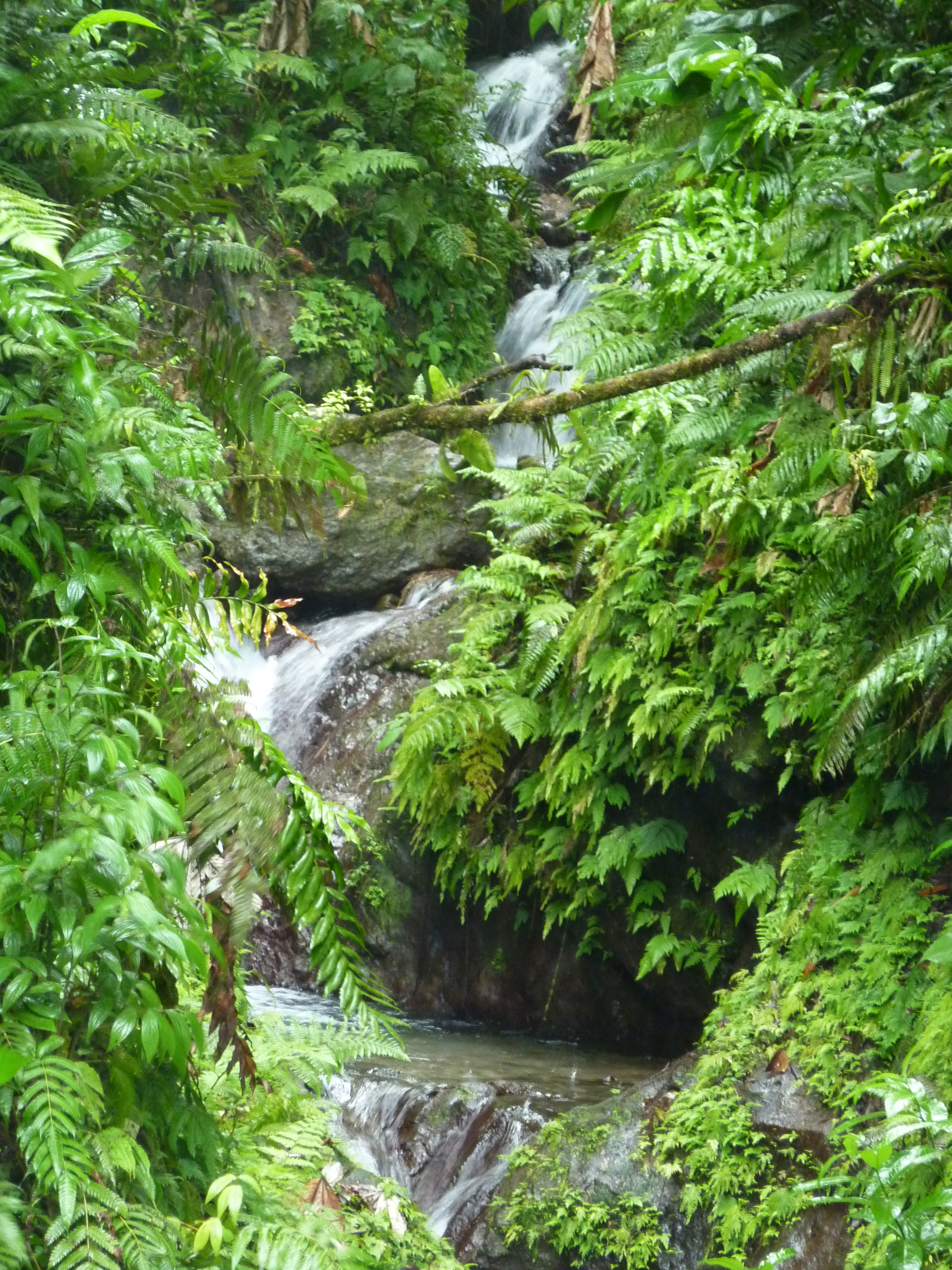 Forêt tropicale Forêt tropicale