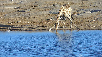 Girafe au point d'eau