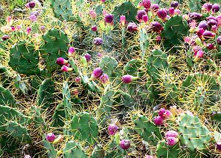 Fruits de cactus