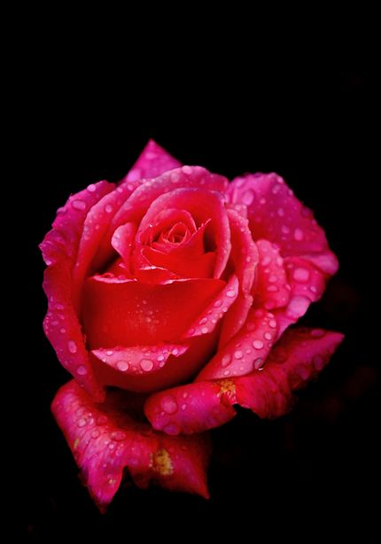 Rose dans la rosée, Saint-Junien