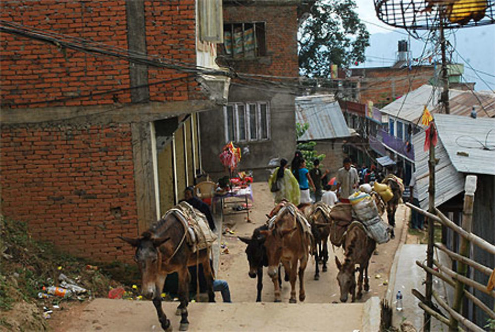 Chevaux dans les rues