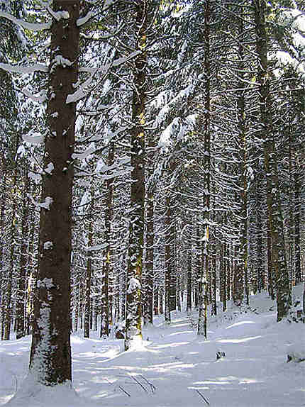 Forêt Jurassienne