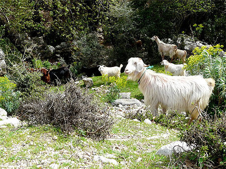 Chèvres de Pinara