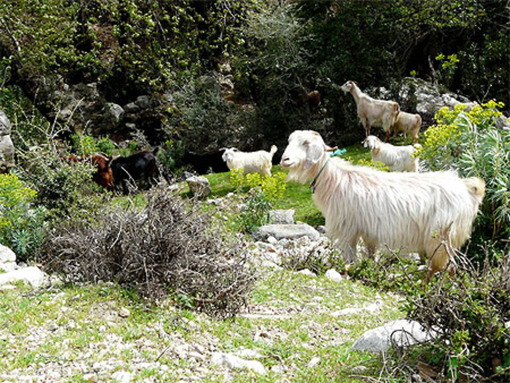 Chèvres de Pinara