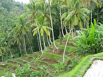 Rizières en terrasse à Tegallalang