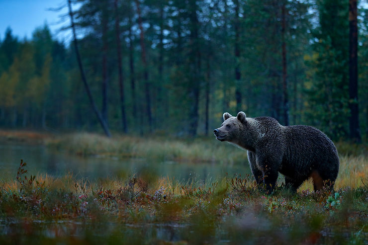 Le Kainuu, au pays de l’ours finlandais