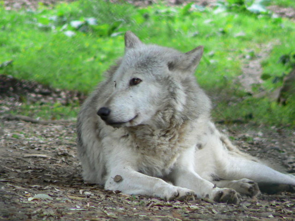 Dublin, zoo