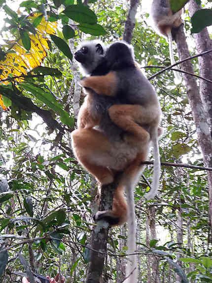 Lémurien de Madagascar 