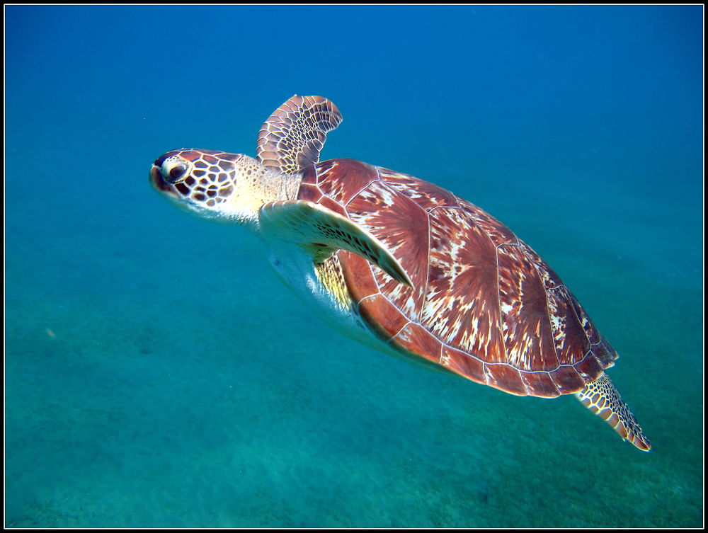 Tortue réserve Cousteau