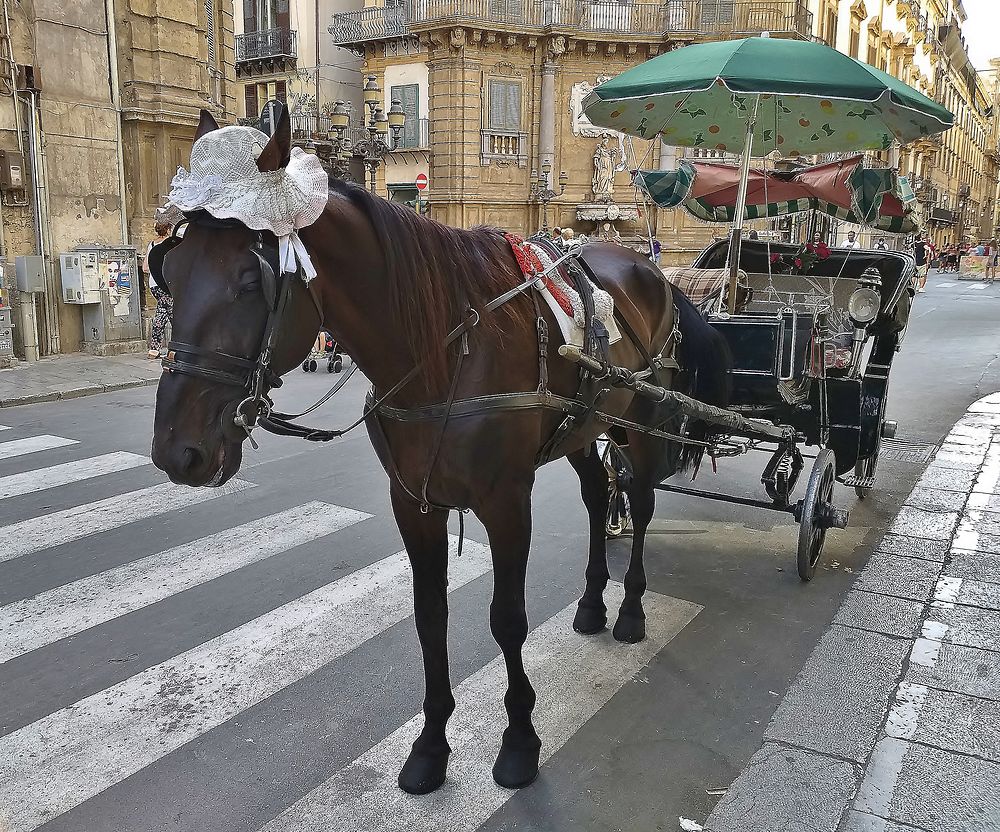 Calèche de Palerme