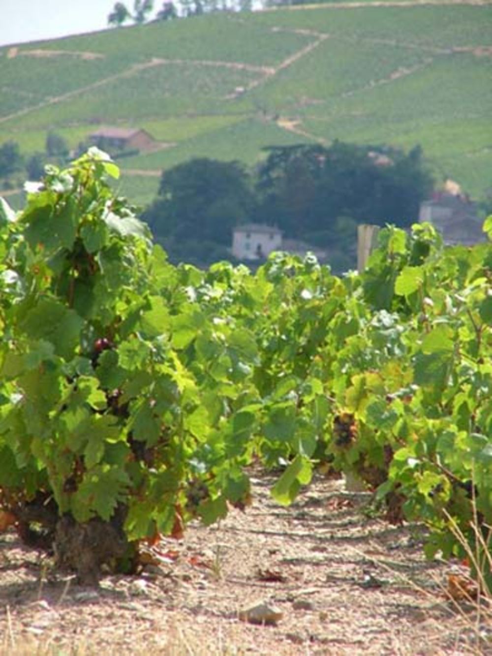 Paysage du Beaujolais