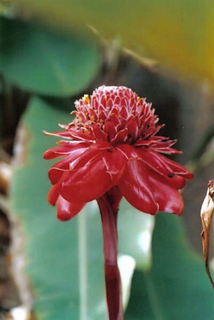 Fleur de l'océan Indien