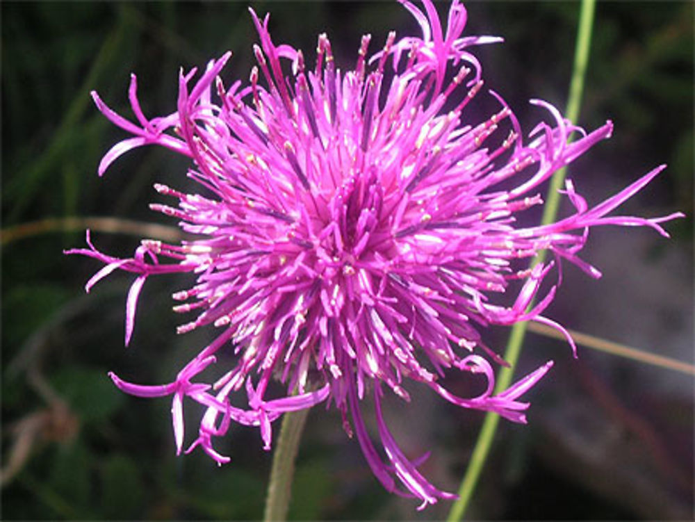 Flore des Montagnes