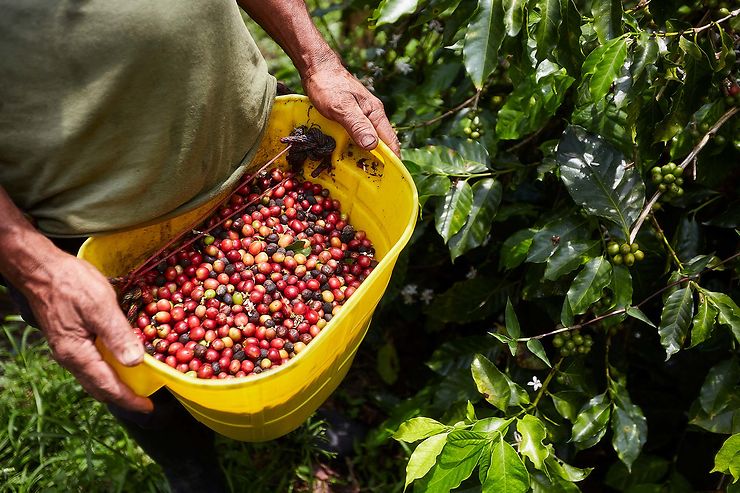 Visiter une finca de café traditionnelle de Colombie