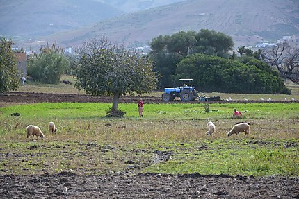 Agriculteurs berbères près du Rif