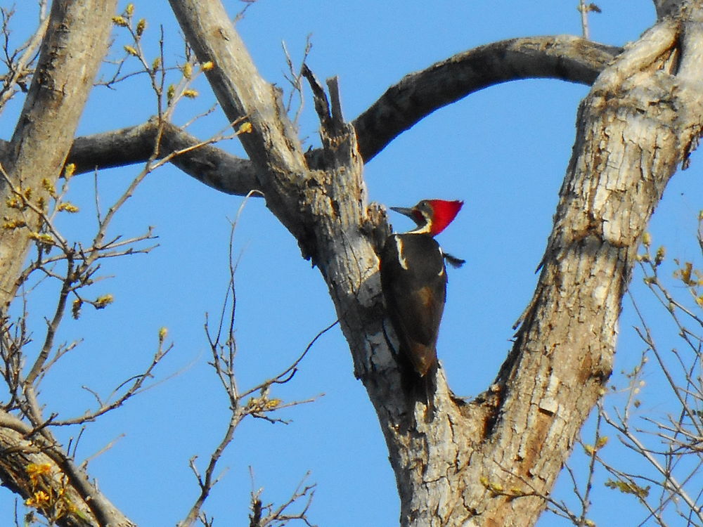 Pivert à tête rouge