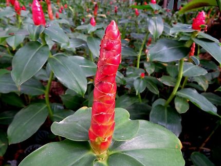 Fleur de Thailande : Cheilocostus 