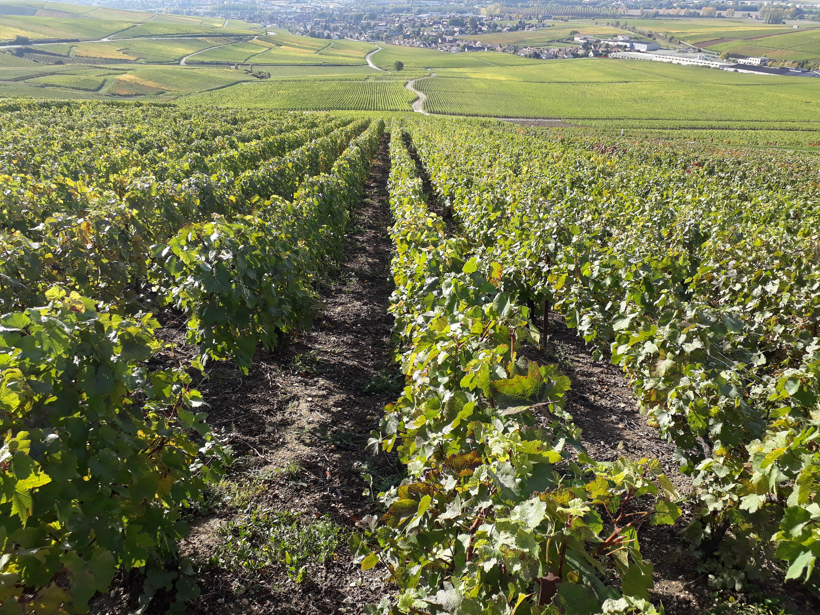Vignobles champenois Vignobles champenois