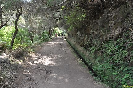 Levada Do Risco - 25 Fontes