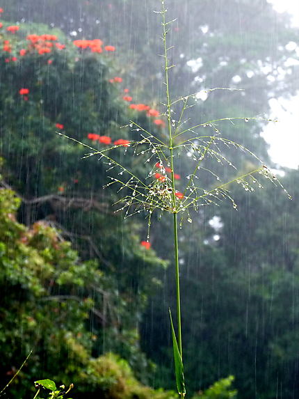Pluie de décembre au Sri Lanka
