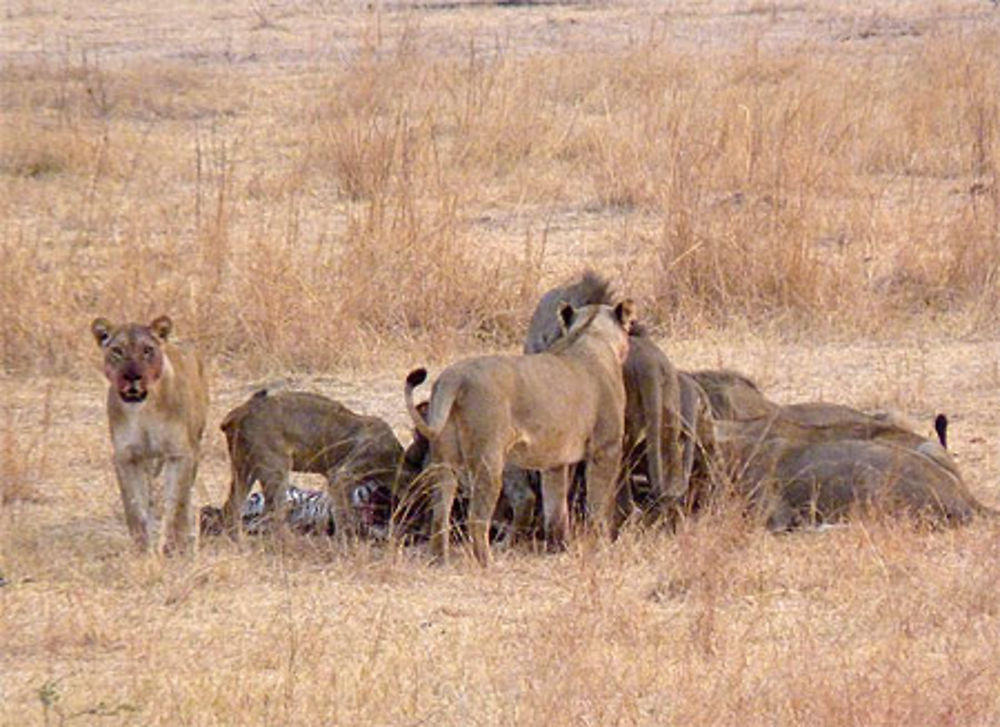 La chasse et le repas en direct