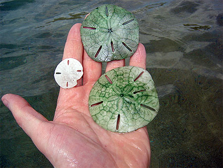 Coquillages "dollars" Coquillages "dollars"
