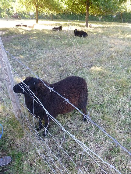 Moutons dans le parc naturel régional de Brière