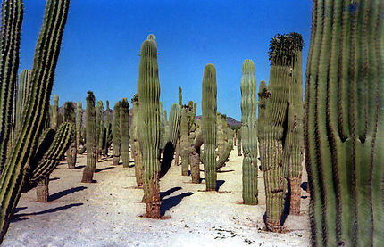 Cactus mexicains