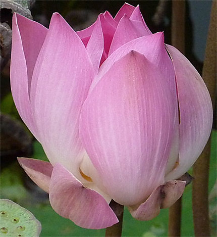 Fleur de Lotus Bali