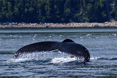 Queue de baleine à bosse Queue de baleine à bosse