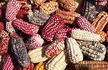 maïs coloré