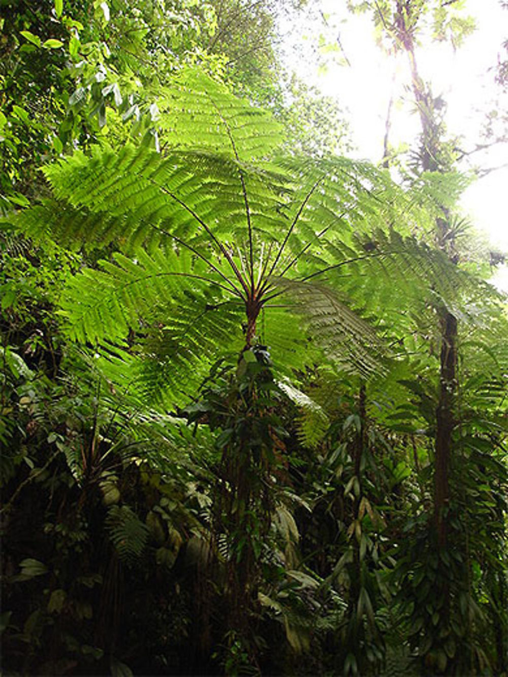 Fougère arborescente