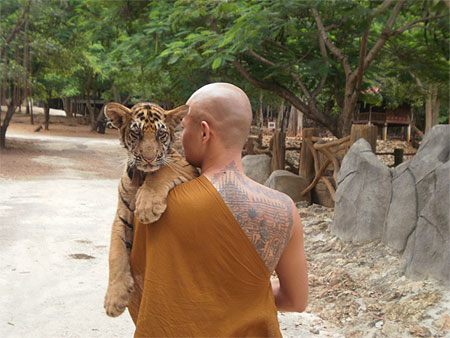 Tiger Temple Tiger Temple